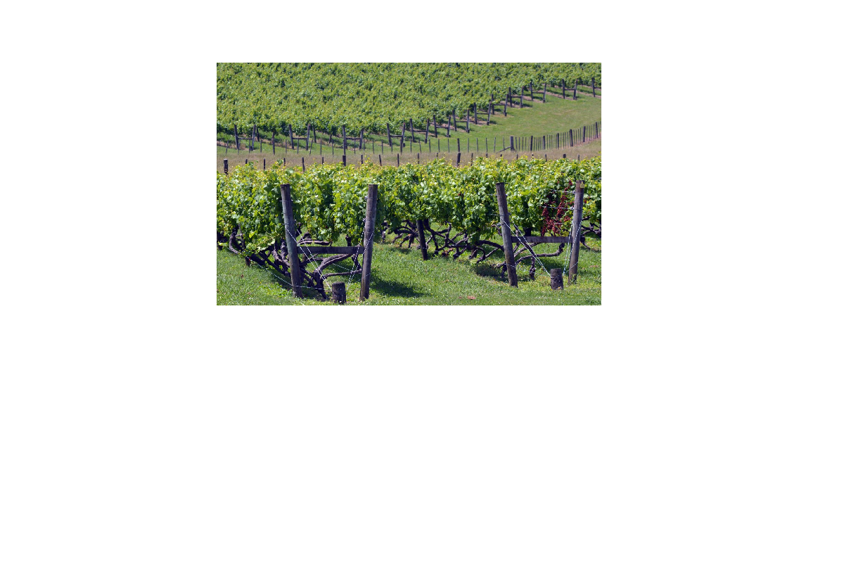 Viñedo de Queenstown